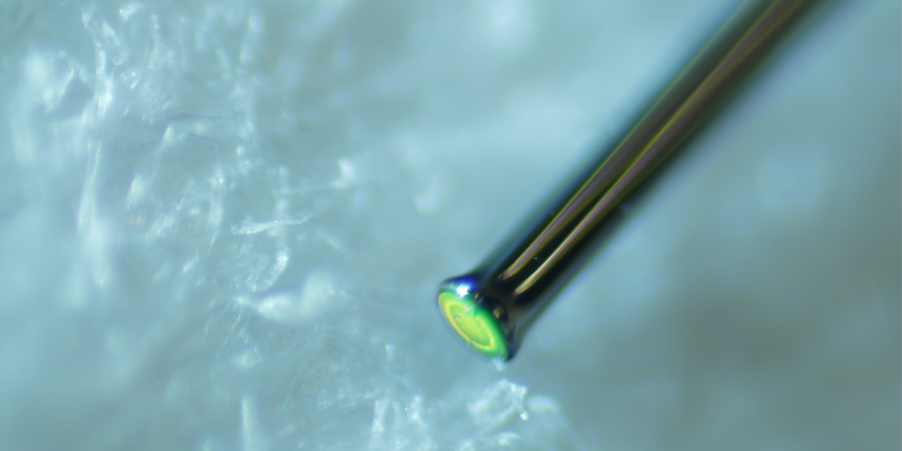 Billede taget med et optisk mikroskop der viser en chalcogenid fiber imprintet med en antireflektiv overfladestruktur. Fiberen er blot 170 µm i diameter.