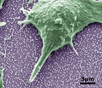 Nanostructures in Cells